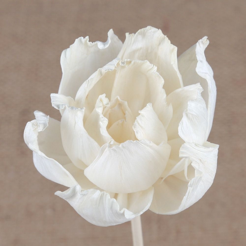 Vielseitige 5cm Natürliche Han – Home Fragrance Natural Bewertung und Preis
